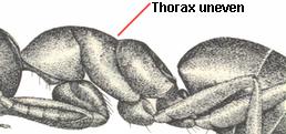 Thorax uneven