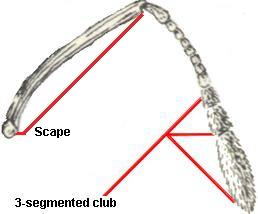 3-segmented club