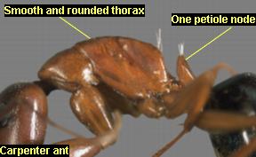 Identifying characteristics of carpenter ants