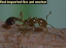 Red imported fire ant worker