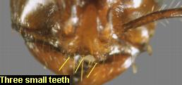 Ant with three small teeth