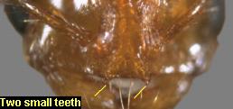 Ant with two small teeth