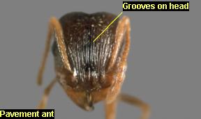 Grooves on head of pavement ant