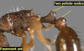 Two nodes of the pavement ant