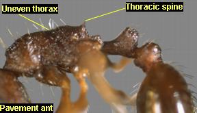 Identifying characteristics of pavement ants