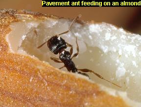 Pavement ant feeding on an almond