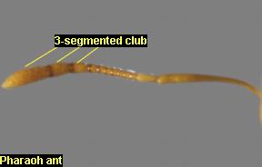 3-segmented club of the pharaoh ant