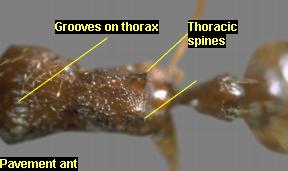 Identifying characteristics of pavement ants