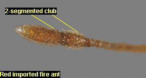 2-segmented club of red imported fire ants