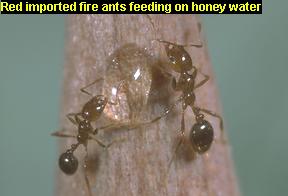 Red imported fire ants feeding on honey water