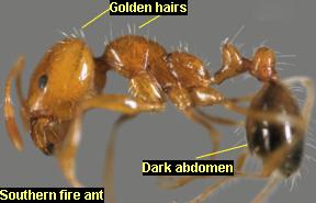 Identifying characteristics of southern fire ants