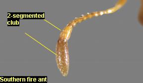 2-segmented club of southern fire ants