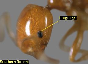 Large eye of the southern fire ant