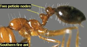 Two nodes of southern fire ants