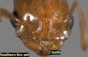 2 teeth of the southern fire ant