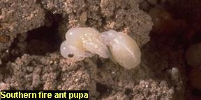 Pupa