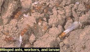 Winged ants, workers, and larvae