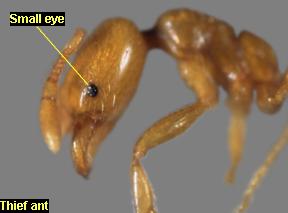 Small eye of the thief ant