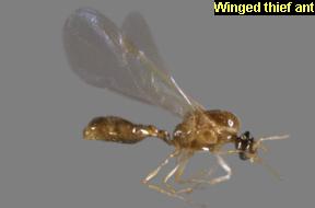 Winged thief ant