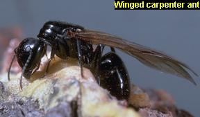 Winged carpenter ant