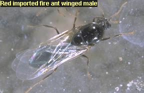 Red imported fire ant winged male