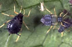 cowpea aphid adult and nymphs.