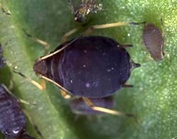 Bean aphid.