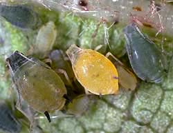 Three cotton aphids.