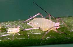 Pink-colored pea aphid and nymph.