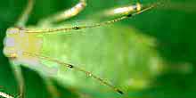 Top view of an aphid showing light-colored antennae with small, dark bands periodically along the length.