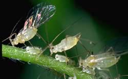 Blue alfalfa aphids.