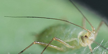 Top view of an aphid, showing long, brown antennae.