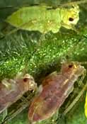 Pink and a green potato aphid adult.