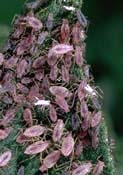 Colony of potato aphids.