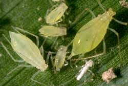 Potato aphid adults and nymphs.