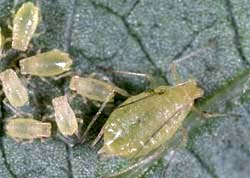 Green peach aphid adult and nymphs.