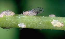 Spotted alfalfa aphid adult and nymphs.