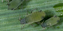 Photo of winglesss corn leaf aphid