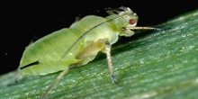 Photo of black cornicles