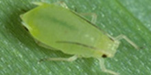 Photo of green cornicles