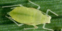 Photo of pale cornicles