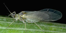 Photo of winged Russian wheat aphid