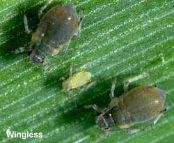 Photo of wingless bird cherry-oat aphid