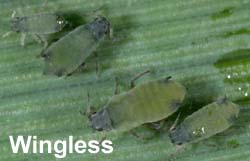 Photo of wingless corn leaf aphid