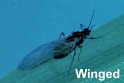 Photo of winged corn leaf aphid