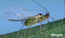 Photo of winged English grain aphid