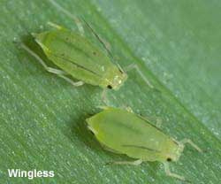 Photo of wingless greenbug