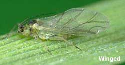 Photo of winged greenbug