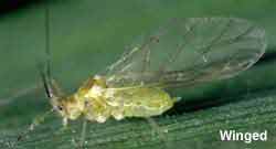 Photo of winged rose-grain aphid