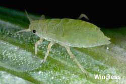 Photo of wingless Russian wheat aphid